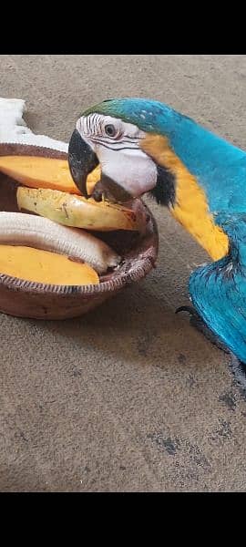 Blue n gold Macaw 3