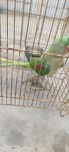 Raw Parrot Female 0