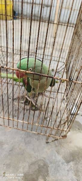 Raw Parrot Female 1