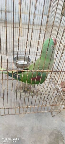 Raw Parrot Female 2