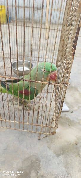 Raw Parrot Female 3