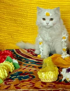 Persian Female Cat for Sale! 