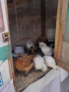 silkie's chiks for sale
