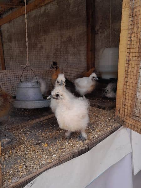 silkie's chiks for sale 1