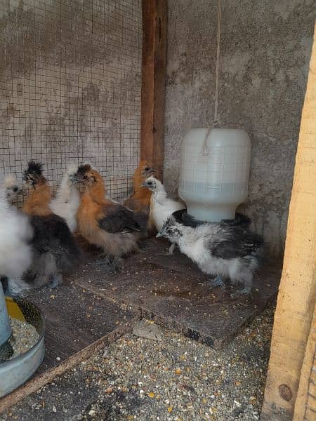 silkie's chiks for sale 2