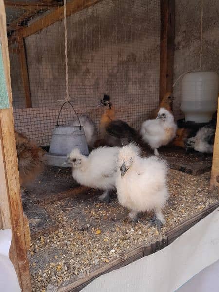 silkie's chiks for sale 3