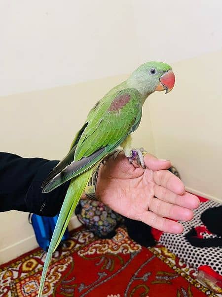 I sell my parrot kashmiri Raw Age 10 Months 1
