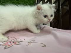 White persian kitten semi punch triple coated