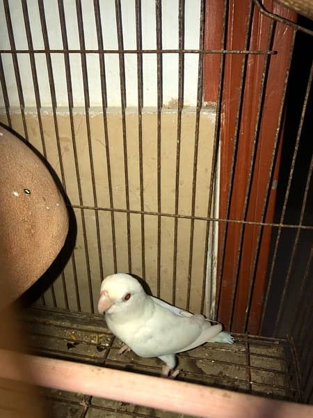 albino red eye breeder female 4