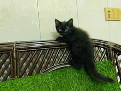 Persian kittens Black