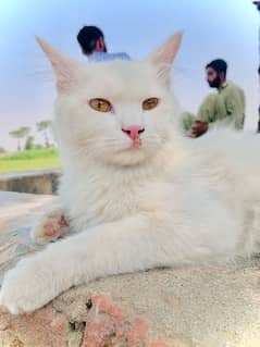 Persian Male available for sale 0