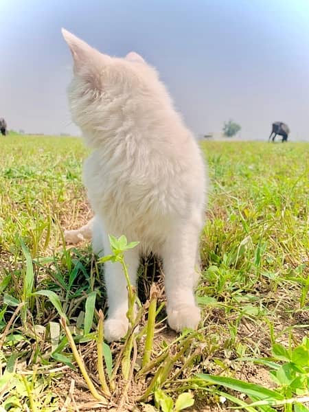 Persian Male available for sale 2