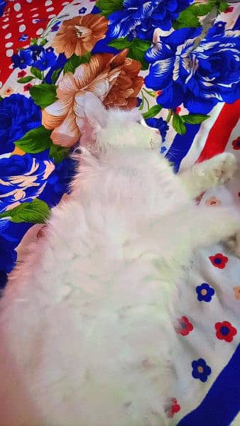 Persian cat and his baby with blue eyes bay male cat female yellow eye 3