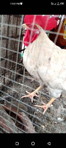 hen for sale only 4000 1