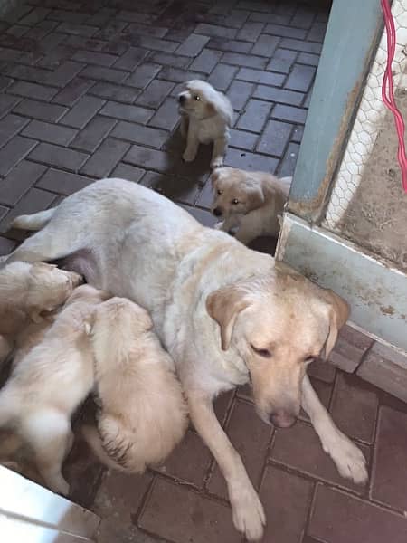 Female Labrador Baby for sale 0