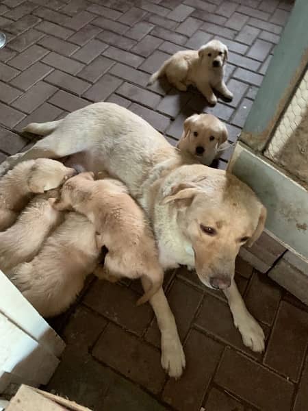 Female Labrador Baby for sale 1