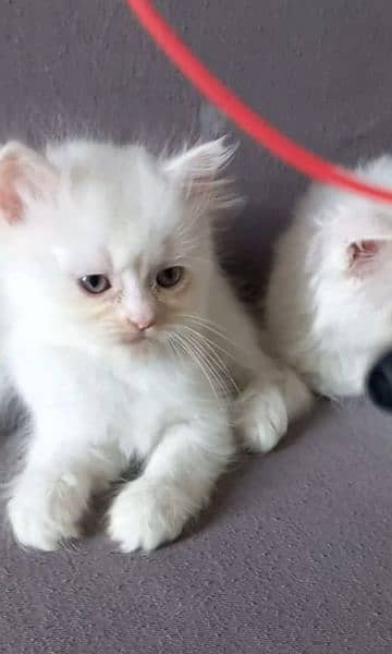persion kitten tow. male for female 1