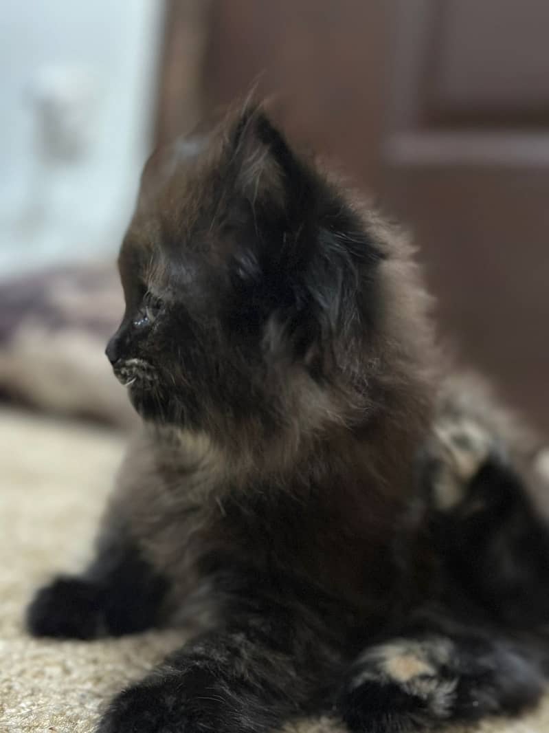 Persian kittens double & Trippel coated  3