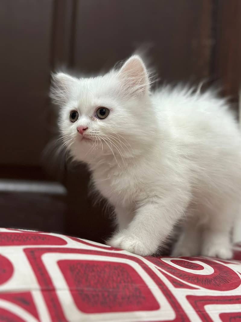 Persian kittens double & Trippel coated  5