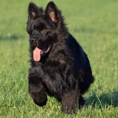 pedigree long coat black German shepherd male puppy available