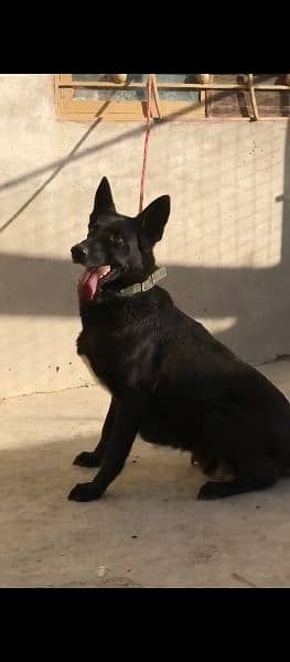 black German shepherd female 0