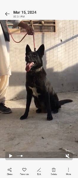 black German shepherd female 1