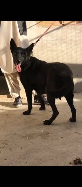 black German shepherd female 3