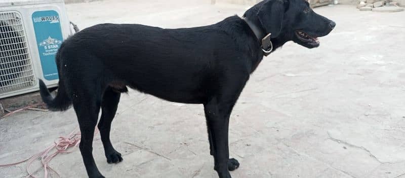 half trained dog pedigree file available hai 3