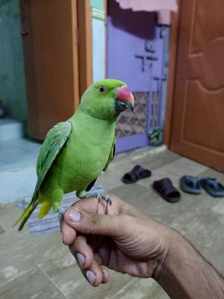 Ringneck male Handtem age 12 month touking start 0