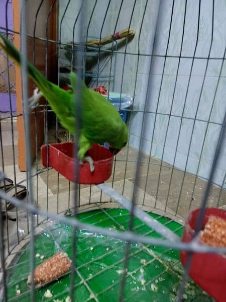 Ringneck male Handtem age 12 month touking start 4