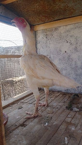 herra aseel hen available for sale location rawalpindi 0