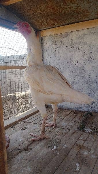 herra aseel hen available for sale location rawalpindi 1