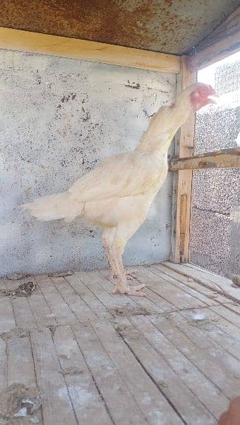 herra aseel hen available for sale location rawalpindi 2