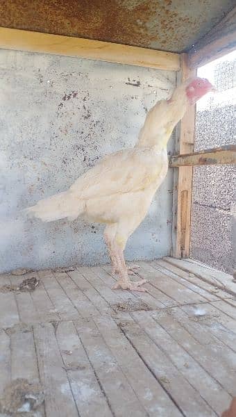 herra aseel hen available for sale location rawalpindi 3