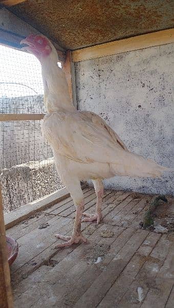 herra aseel hen available for sale location rawalpindi 4