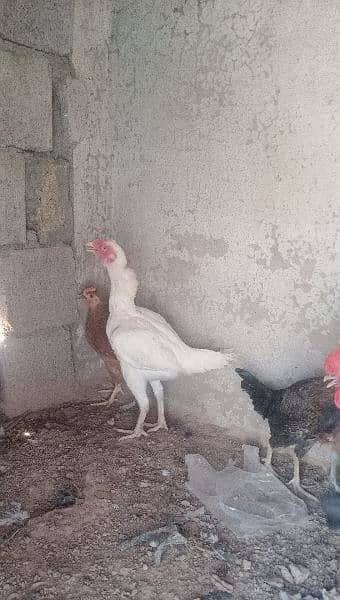 herra aseel hen available for sale location rawalpindi 5