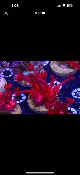 marine aquarrium corals available  40 plus varietiessmall medium large 0