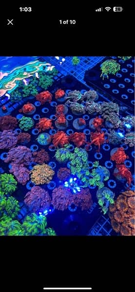 marine aquarrium corals available  40 plus varietiessmall medium large 1