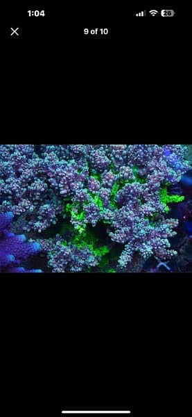 marine aquarrium corals available  40 plus varietiessmall medium large 2