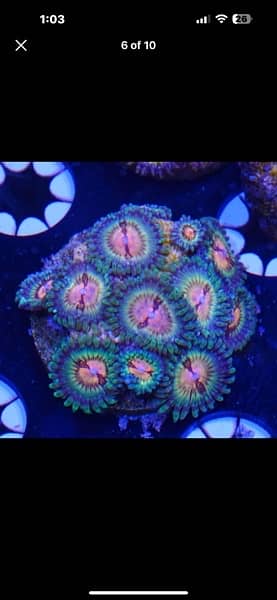 marine aquarrium corals available  40 plus varietiessmall medium large 4