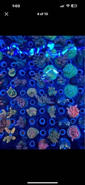 marine aquarrium corals available  40 plus varietiessmall medium large 5