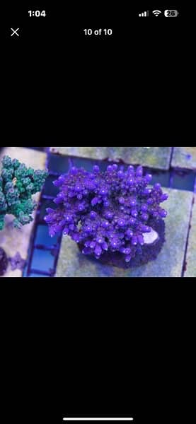 marine aquarrium corals available  40 plus varietiessmall medium large 6