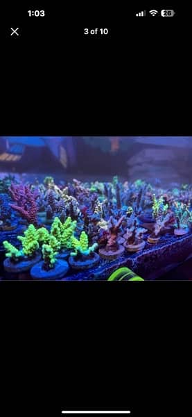 marine aquarrium corals available  40 plus varietiessmall medium large 7