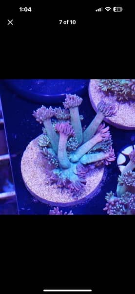 marine aquarrium corals available  40 plus varietiessmall medium large 8