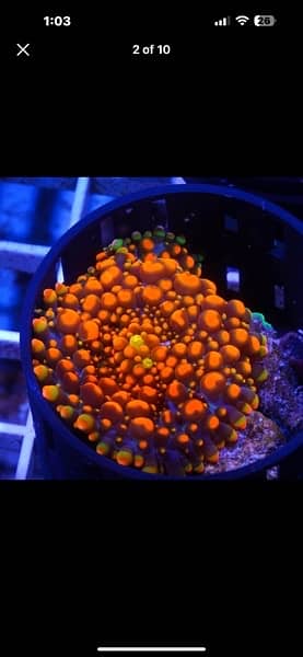 marine aquarrium corals available  40 plus varietiessmall medium large 9