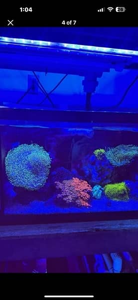 marine aquarrium corals available  40 plus varietiessmall medium large 10