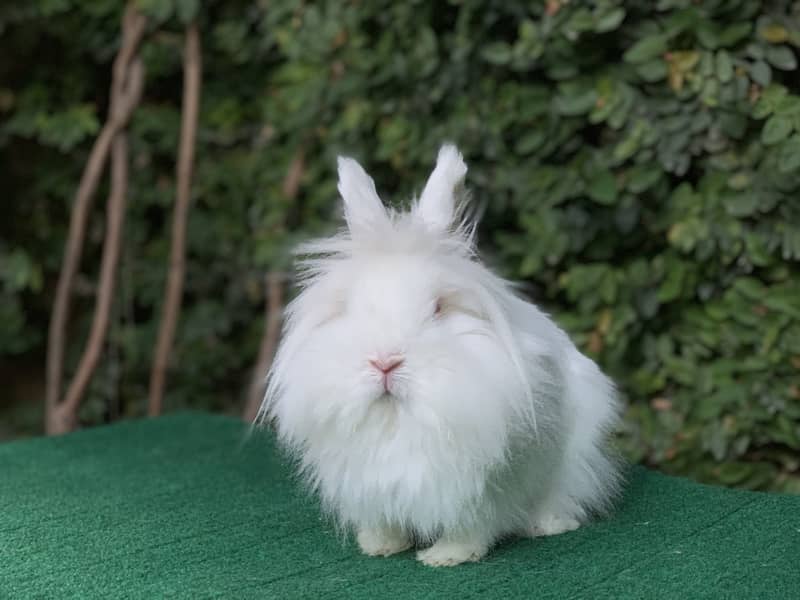 Rabbits | Holland | Fuzzy | Lionhead | TeddyBear | Fancy | Imported | 2