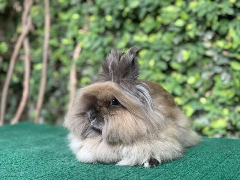 Rabbits | Holland | Fuzzy | Lionhead | TeddyBear | Fancy | Imported | 12