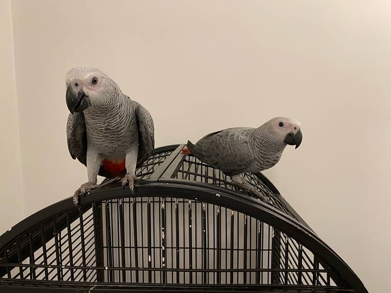 Grey parrot hand tame + self feed looking for new shelter 0