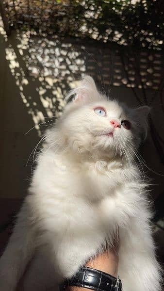 Persian cat triple coat 2 color eyes 0